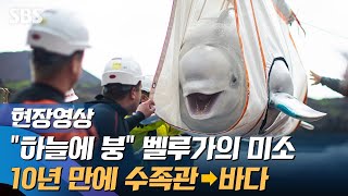 수족관에서 10년 만에 바다로…자유 찾은 벨루가의 '미소' (현장영상) / SBS