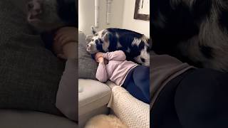 Pig Wants To Cuddle On Couch But Can't Fit