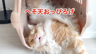 へそ天おっぴろげで気持ち良さそうに寝る猫【大きい猫 メインクーン】