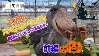 【前編】10月のハシビロコウ「ふたば」【掛川花鳥園公式】