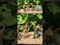 Airfix WW2 British Commandos 1/32 soldiers. Close up.