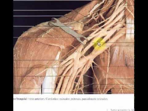 Anatomia Do Plexo Braquial