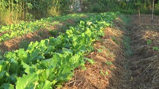 【自然農】2021年10月10日畑の様子　レタス定植直後の様子・玉ねぎ苗・白菜など　【natural farming】