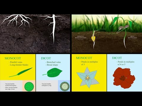 How can you differentiate a monocot plant from a dicot plant just by looking at the stem?