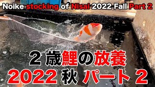 【錦鯉】2歳鯉の放養 2022秋 パート2　Noike stocking of Nisai 2022 Fall Part 2【koi】