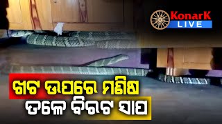 ବେଡ୍ରୁମରେ ଶୋଇଛି ସାପ, ମୟୁରଭଞ୍ଜ || MAYURBHANJ NEWS