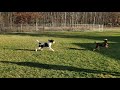 airedale and goldendoodle play session with balls