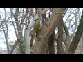 4k 野鳥：アオゲラ／ＨＴ公園