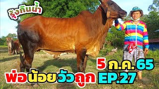 พ่อน้อยวัวถูก EP.27 | 5 ก.ค.65 | แดงทุกตัว วัวท้อง น่าต่อรองทุกตัว ใครช้าเสียดายแน่ๆ