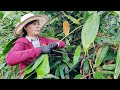 Picking leaves to sell - cooking alone