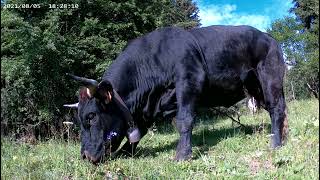 Cette vache est elle une Rouge Flamande ou une vaches d'Hérens du Valais ? Vu dans les Aravis.