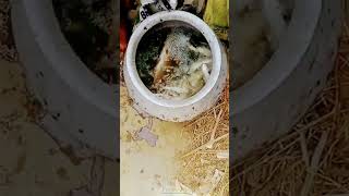 ଆମ ପୋଖରୀ ମାଛ 🐟 #fish #shortvideo