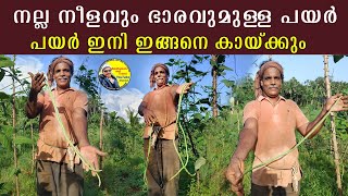 നല്ല നീളവും ഭാരവുമുള്ള പയർ കിട്ടാൻ | vegetable farming | krishi