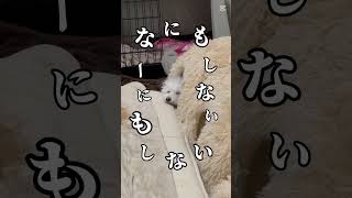 「何もしないって決めたの！」ミモザのマイペース宣言♡ #pets #cute #puppy #doglover #doglife #poodle