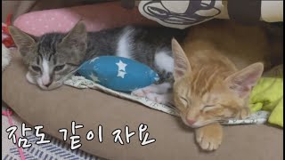 우린 잠도 함께 자요. 쌍둥이 아기고양이들.We also sleep together. twin kittens