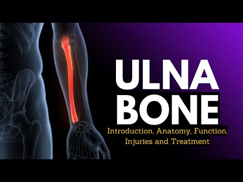 Where is your ulna bone located?