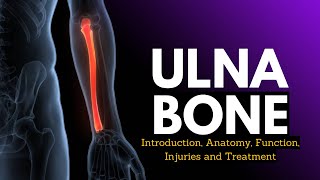 Ulna Bone: Introduction, Anatomy, Function, Injuries and Treatment