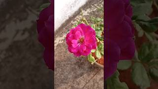 ஊதா கலர் ரோஜா 🌷🌷🌷🌷# violet color rose blooming 🌷🌷🌷