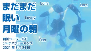 まだまだ眠い月曜の朝【2021年5月24日】Orca performance, Kamogawa Sea World, Japan