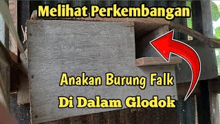 Ternak burung falk dan melihat perkembangan anakan di dalam glodok