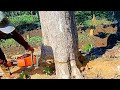 Excellent! cut down a large teak tree with footprints