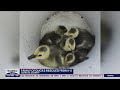 Family of ducks rescued from I-5