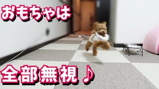 嬉しそうにおもちゃをスルーする犬の表情が憎めない【トイプードルのコロン】