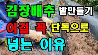 (총정리)김장배추 밭만들기 / 김장배추파종시기 / 김장배추심는시기