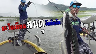 ชะโดเดือด คนดุ งัดกันยับ - [ P.Rockpearl fishing Thailand ]