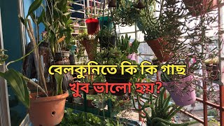 বেলকুনি/ বারান্দায় কি কি গাছ রাখা যায়?