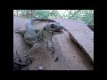 ホウセキカナヘビの食事（timon lepidus）