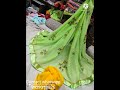 🦚 pure chiffon nazmin sathan patta jaipuri hand lichi falwar print saree with cantrast blouse 🦚