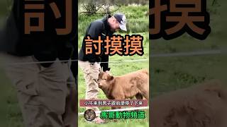 【融化人心】小牛撒嬌融化人心！這一幕讓人無法抗拒#animal #animals #wildanimals #wildlife #動物世界 #nature #wild #獅子#野生