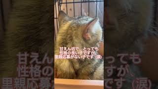 #マンチカン成猫 さん甘えん坊でとっても性格の良い子ですが、里親応募がない子です😭ご飯もよく食べ元気にしております😸　ブリーダーさんの所にいた子です、法律による頭数制限の為行き場がない子です。