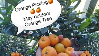 May Outdoor Orange Tree/Chinese Orange (kiat kiat)