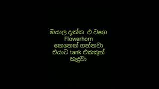 ගෙදරට එන මොලකාරයා😎😎🐬