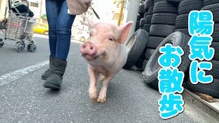 ミニブタと散歩に大苦戦？大人3人掛かりで・・・のはずが・・・