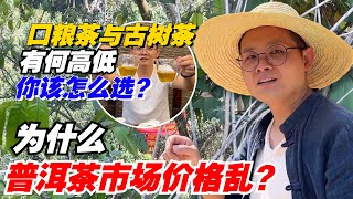 为什么普洱茶市场价格乱？口粮茶与古树茶有何高低，你该怎么选？购茶请加微信/赖line2号店：HDLG002（同号，搜索即可）#普洱茶 #茶文化 #普洱茶要怎么泡 #古树茶#茶#茶叶#茶葉#古樹茶