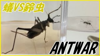 蟻戦争＃170  クロヤマアリVSスズムシ～小さなアリの戦い方～ 編～small ant fight～