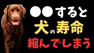 【危険】犬の寿命が縮んでしまう行動【５選】