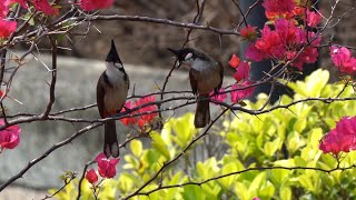 觀鳥+賞花@屯門公園+屯門河 2021.03.14