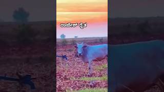 ಸಂಜೆ ಜಮೀನಿನಲ್ಲಿ ಕೆಲಸ ಮಾಡುವ ಸಮಯದಲ್ಲಿ#farmer #shorts