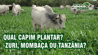 Qual capim plantar?  Zuri, Mombaça ou Tanzânia ?