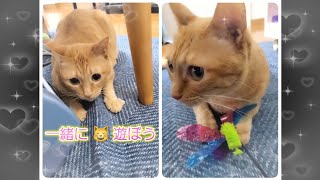 むぎっちゅ☆おもちゃ噛みつく猫♡猫と一緒に遊ぼう☆