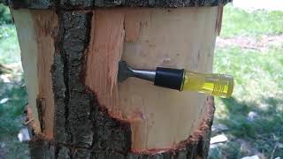 How to kill a tree without cutting it down--Tree Girdling or Ring-Barking (Beats by Big O)