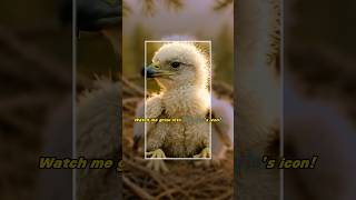 Guess what national symbol this tiny chick will become? #shorts