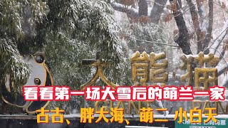 看看第一场大雪后的萌兰一家和古古、胖大海、萌二 小白天都在干嘛？