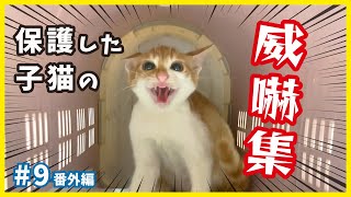 【威嚇 保護猫】威嚇・カッ・唸り・叫び！保護した子猫の威嚇集がスゴい。パート１【個性的な保護猫がいっぱい💗ねこせんチャンネル・番外編9】/ kitten training