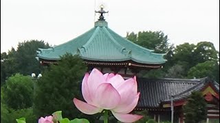 「絶美満開」上野不忍池の蓮の花が見頃2023/7/13 Ueno Tokyo sightseeing spots Shinobazu Pond lotus flower#蓮の花#上野不忍池の蓮