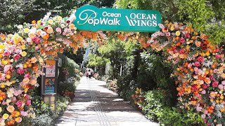 OCEAN POP WALK WINGS / TSEUNG KWAN O